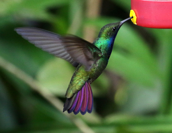 Blue-chinned Sapphire.