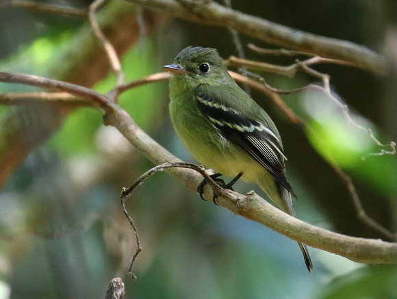 The first Empid !!...Yellow-bellied  Flycatcher.