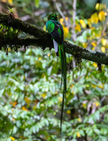 One of our main targets.....the Resplendent Quetzal.......