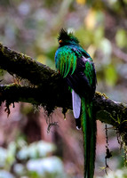 .....the National Bird of Guatemala....