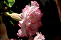 Adenium obesum , the Desert Rose