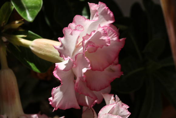 Adenium obesum , the Desert Rose