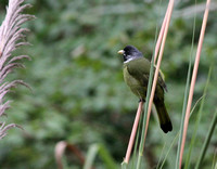 Collared Finchbill...a relative of the Bulbuls.