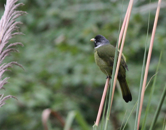 Collared Finchbill...a relative of the Bulbuls.