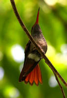 The ubiquitous, aggressive  but rather smart Rufous-tailed Hummingbird.