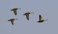 Eastern Spot-billed Ducks.