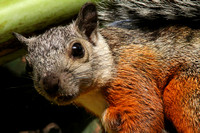 The rather endearing Variable Squirrel