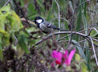 Cinereous or Eastern Grey Tit