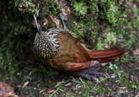 The shy, skulking Spot-crowned Woodcreeper..this one hadn't read the book!