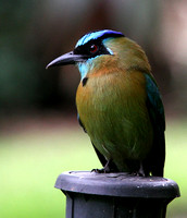 Blue-crowned ( or -diademed) Motmot.