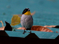 Yellow-throated ( or White-naped) Brush-Finch