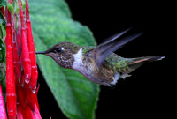 The Scintillant Hummingbird again