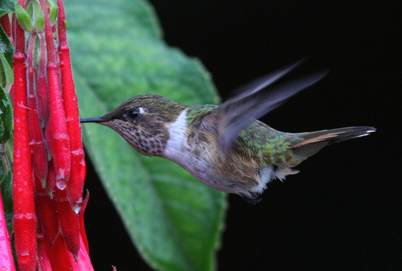 The Scintillant Hummingbird again