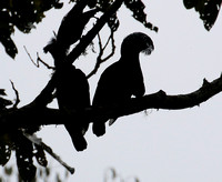 The distinctive profile of male Amazonian Umbrellabirds......