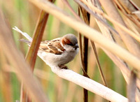 Now for some birding....Sind Sparrow.