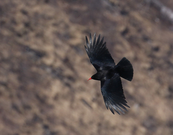 .....with Red-billed Choughs......