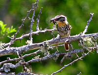 Chaco Puffbird...with a  good-sized bug !
