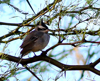 Common birds  included the Black-crested Finch....