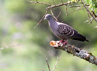The rather smart Spot-winged Pigeon.