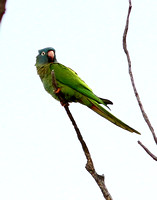 Blue-crowned Parakeet