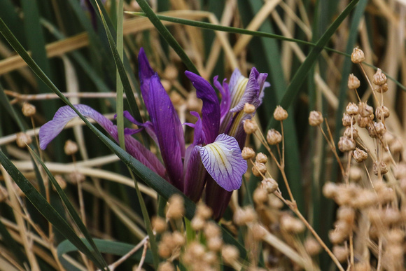 Irises  spring up everywhere