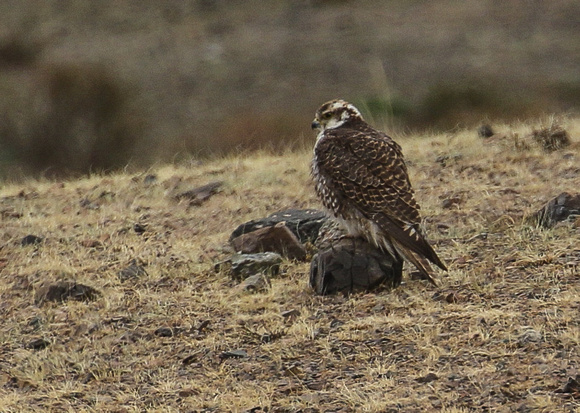 .....home to the magnificent Saker Falcon.
