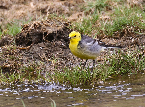 Citrine Wagtail (male)