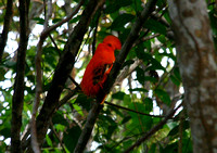The stunning Guianan Cock-of-the-rock.