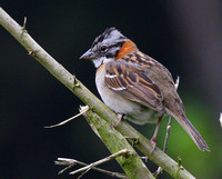 Let's start with everyone's favourite...Rufous-collared ( or Satan's!!) Sparrow