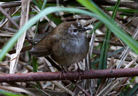Taiwan Bush Warbler with aberrant  plumage (or nasty skin condition.....?!)