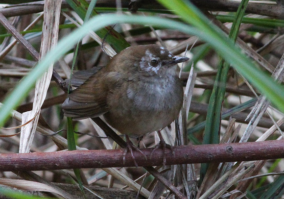Taiwan Bush Warbler with aberrant  plumage (or nasty skin condition.....?!)