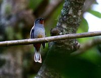 The smart Rufous-throated Solitaire.