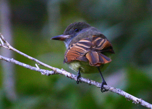 The endemic Rufous-tailed Flycatcher