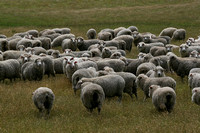 Marino sheep