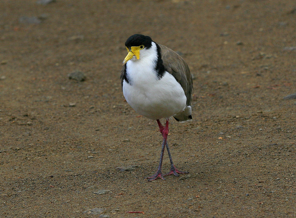 The bizarre  Masked Lapwing....possibly  looking the worse for wear!
