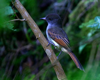 Rufous-tailed Flycatcher