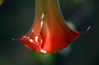 Datura/Brugmansia flower