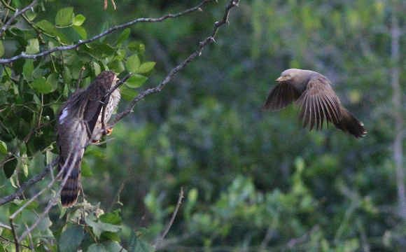 Incoming!!...a Common Hawk-cuckoo begs for food  from its Yellow-billed Babbler  foster-parent.