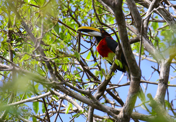 Red-necked Aracari.....