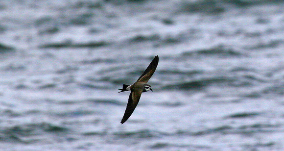 White-faced Storm-Petrel.