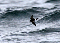 The recently re-discovered New Zealand Storm-petrel