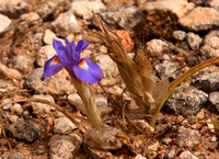 Barbary Nut Iris (Gynandriris sisyrinchium).