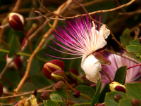 The Caper Bush (Capparis spinosa).