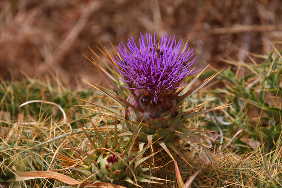 A Thistle, possibly a  wild form of Globe Artichoke.