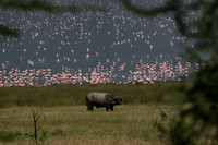 Water Buffalo...with Flamingoes !