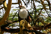 African Fish-eagle.