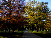 Autumn colours in Holkham Park.