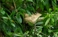 Blanding's Tree Snake.......