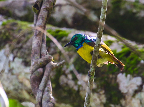 Collared Sunbird  (male).