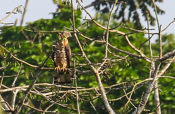 ....and  more  distant  views of Congo Serpent Eagle.